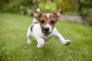 A small puppy leaping in green grass. 