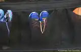 A shoe bag holding sneakers on an AlleyOOP trampoline. Great for storing shoes and items with heavy duty straps.